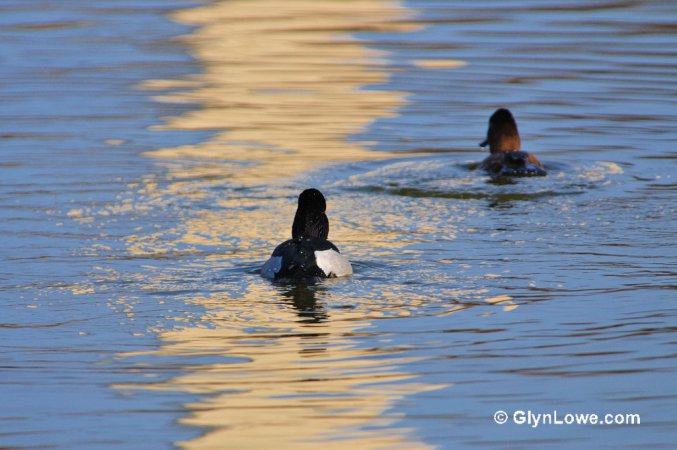 Photo (21): Ring-necked Duck
