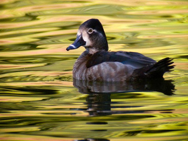 Photo (2): Ring-necked Duck
