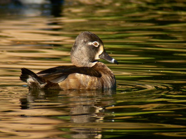 Photo (18): Ring-necked Duck