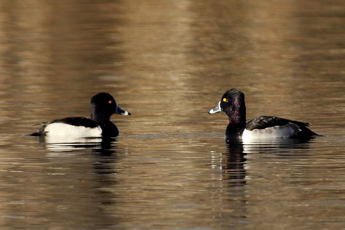 Photo (20): Ring-necked Duck