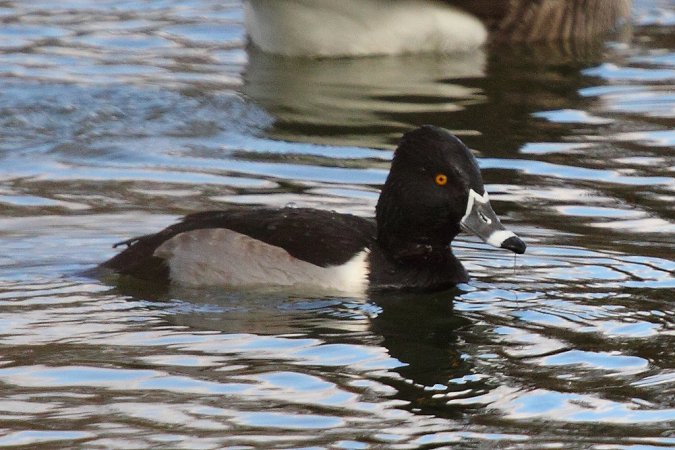 Photo (13): Ring-necked Duck
