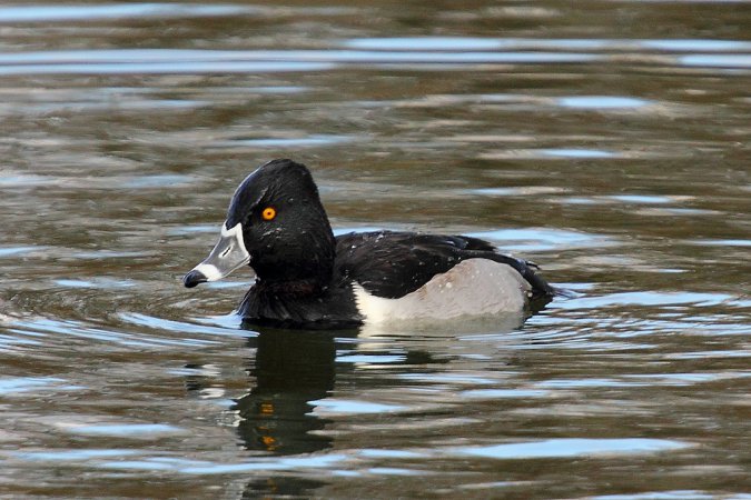 Photo (15): Ring-necked Duck