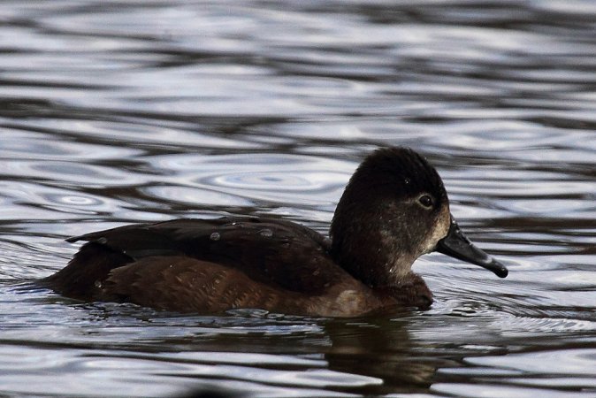 Photo (17): Ring-necked Duck