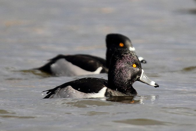 Photo (3): Ring-necked Duck