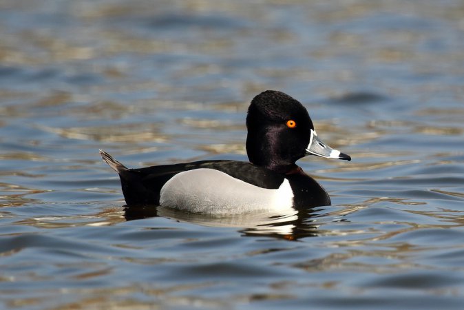 Photo (6): Ring-necked Duck