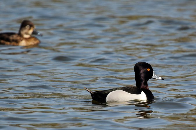 Photo (19): Ring-necked Duck