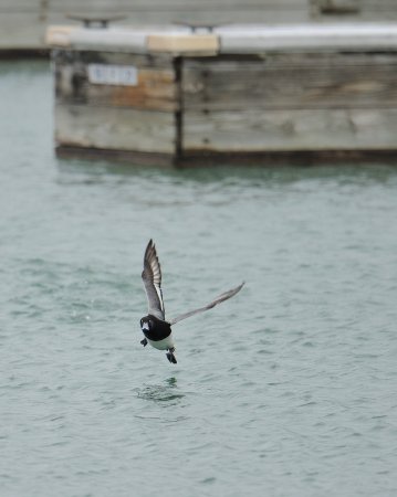 Photo (8): Greater Scaup