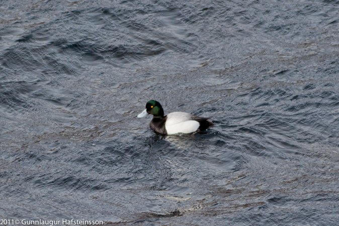 Photo (9): Greater Scaup