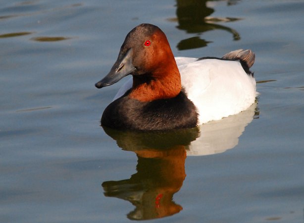 Photo (3): Canvasback