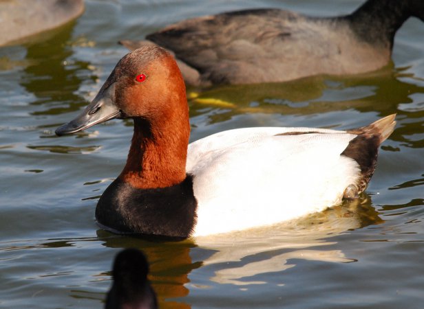 Photo (5): Canvasback