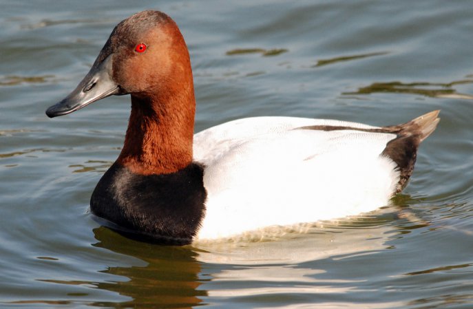 Photo (1): Canvasback