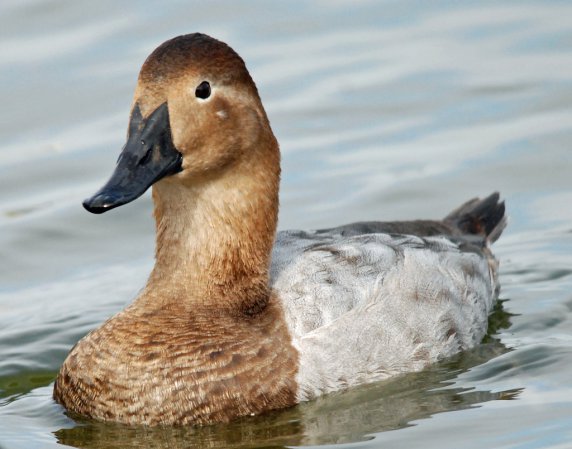 Photo (2): Canvasback