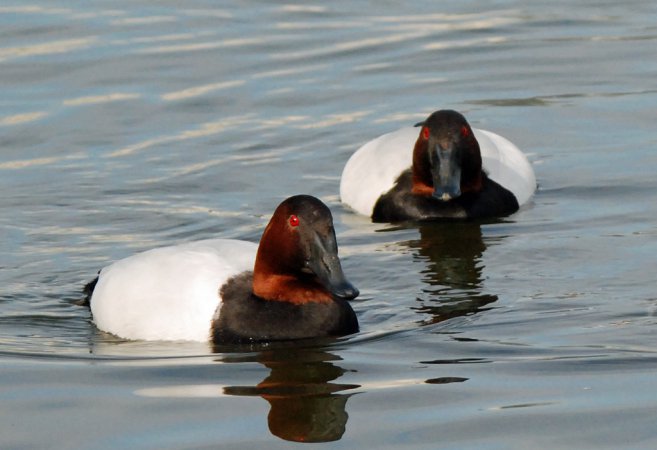 Photo (9): Canvasback