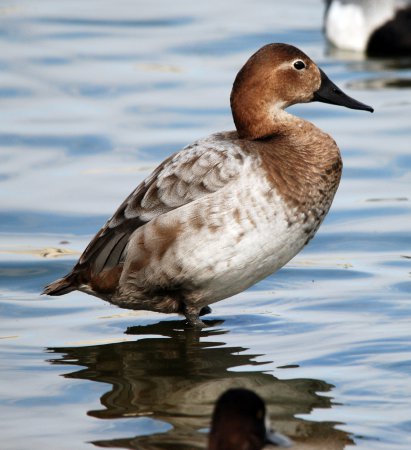 Photo (4): Canvasback