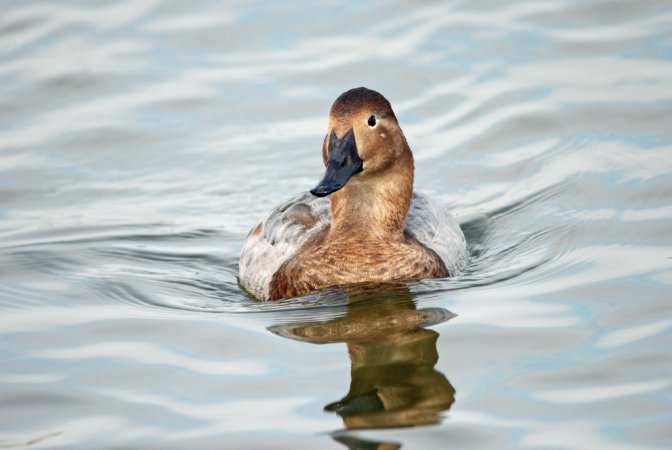 Photo (10): Canvasback