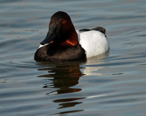 Photo (7): Canvasback