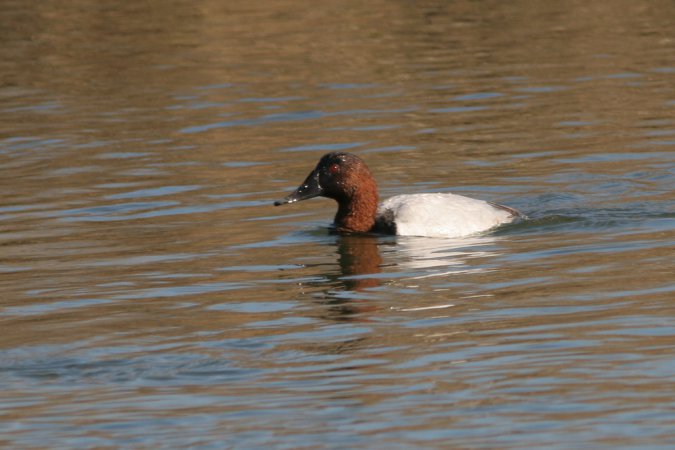 Photo (13): Canvasback