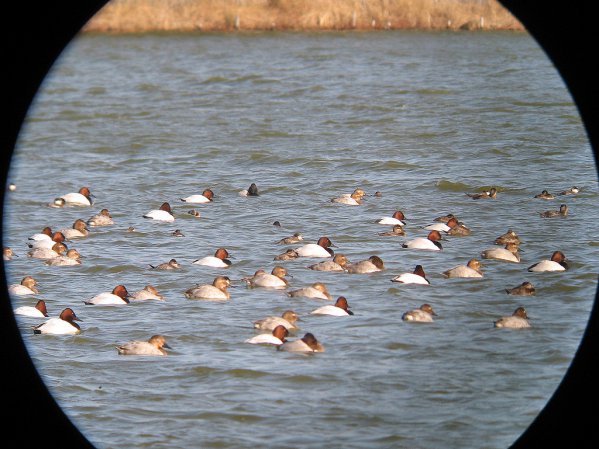 Photo (15): Canvasback