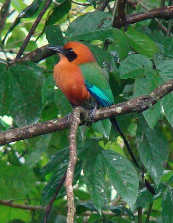 Photo (3): Rufous Motmot