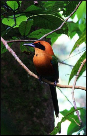 Photo (5): Rufous Motmot