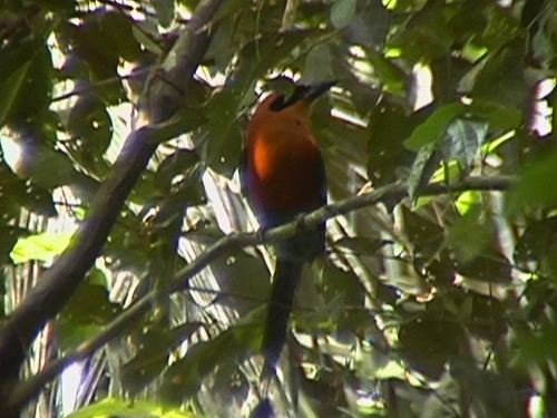 Photo (7): Rufous Motmot