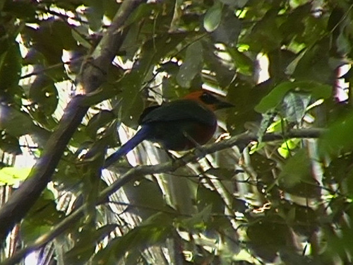 Photo (4): Rufous Motmot
