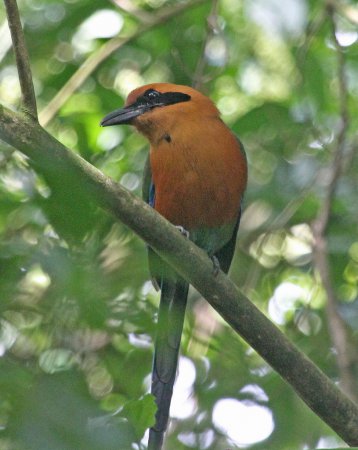 Photo (1): Rufous Motmot