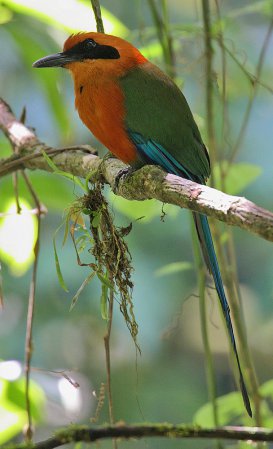 Photo (6): Rufous Motmot