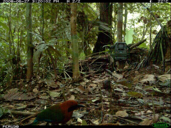 Photo (2): Rufous Motmot