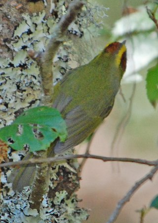 Photo (4): Golden-browed Warbler