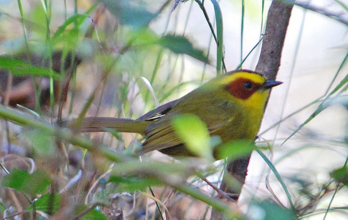 Photo (2): Golden-browed Warbler