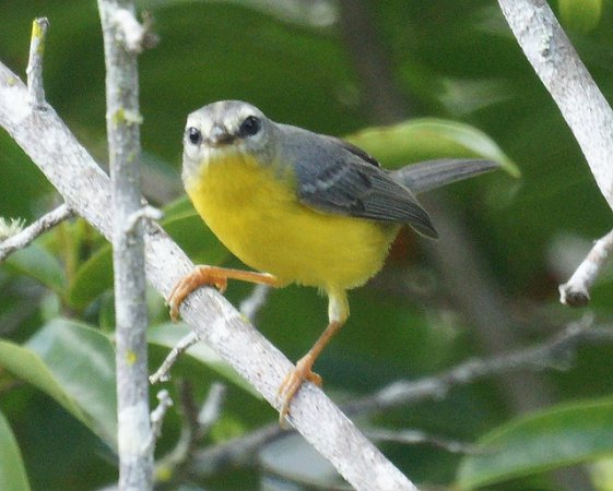 Photo (9): Golden-crowned Warbler