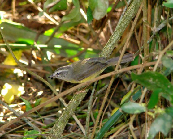 Photo (15): Golden-crowned Warbler