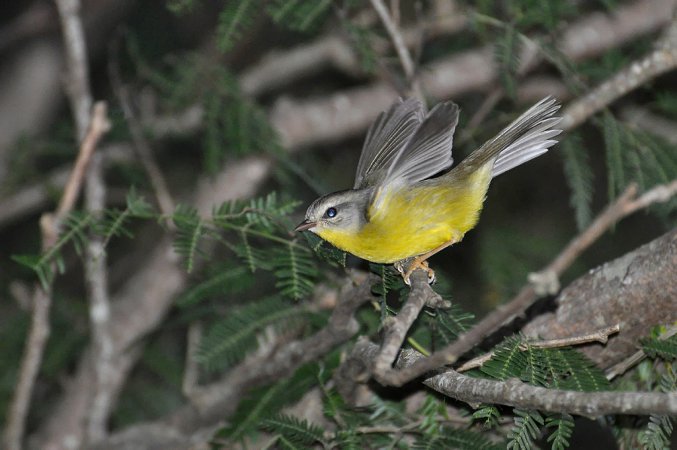 Photo (13): Golden-crowned Warbler