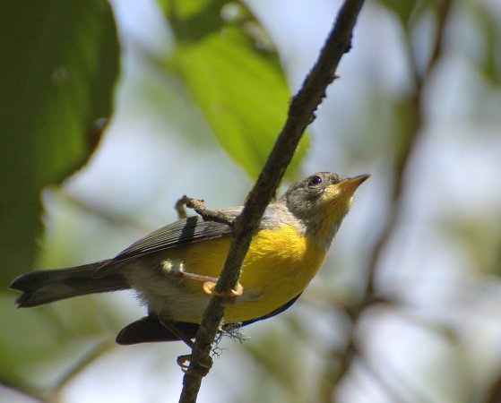 Photo (10): Golden-crowned Warbler