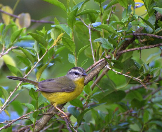 Photo (3): Golden-crowned Warbler