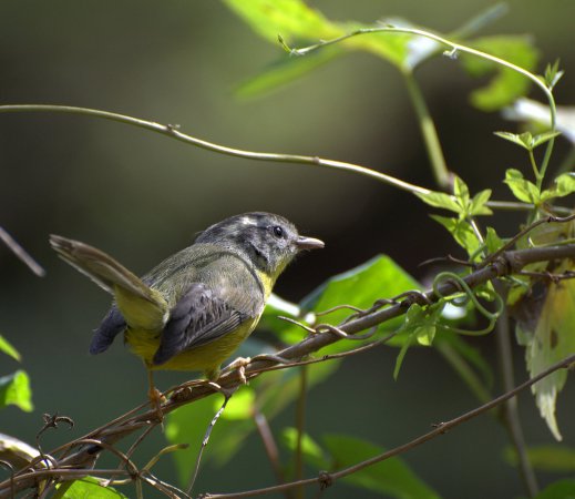 Photo (12): Golden-crowned Warbler