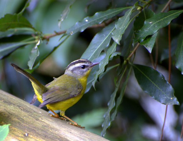 Photo (7): Golden-crowned Warbler