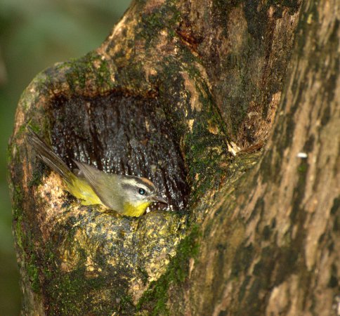 Photo (11): Golden-crowned Warbler