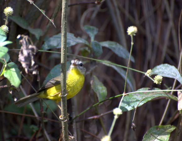 Photo (8): Golden-crowned Warbler