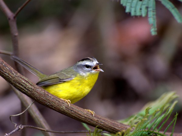 Photo (2): Golden-crowned Warbler