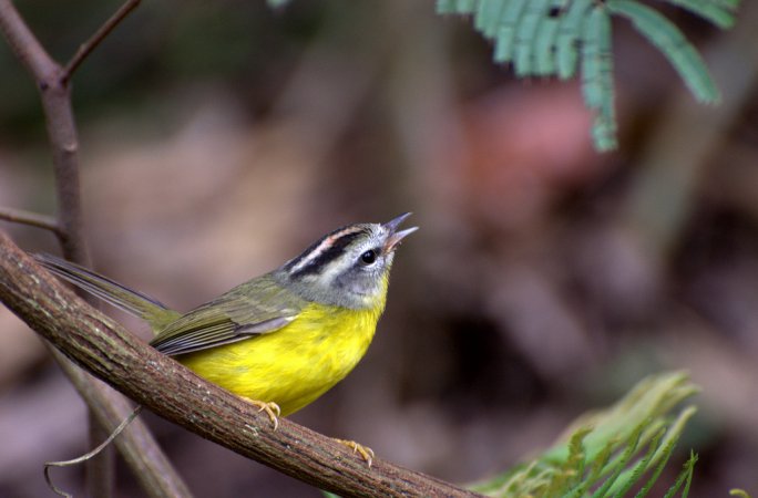 Photo (5): Golden-crowned Warbler