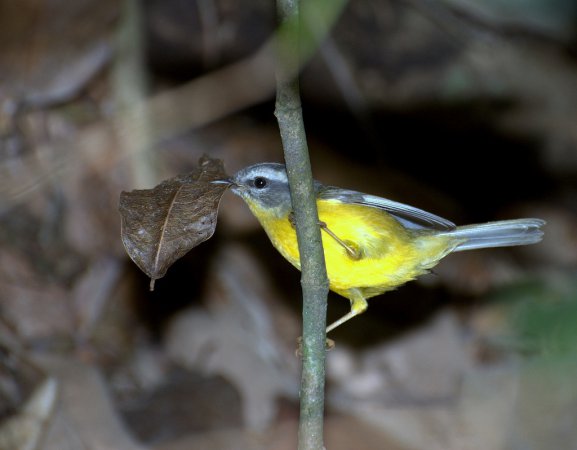 Photo (6): Golden-crowned Warbler