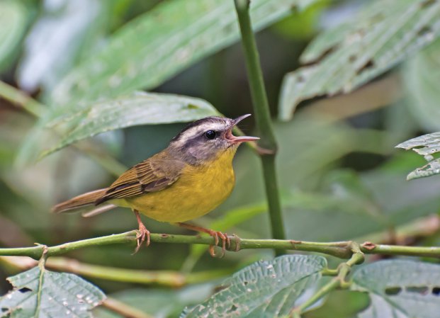 Photo (4): Golden-crowned Warbler