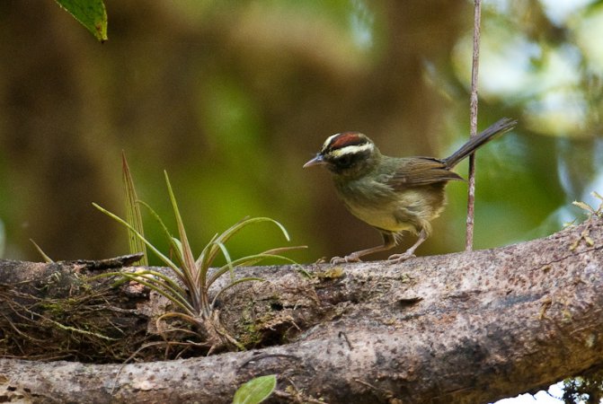 Photo (1): Pirre Warbler