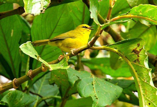 Photo (2): Black-crested Warbler