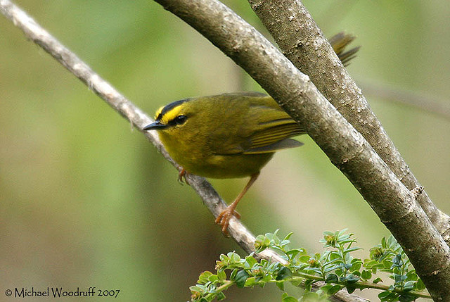 Photo (1): Black-crested Warbler
