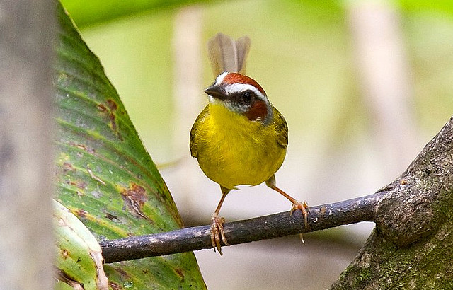 Photo (12): Rufous-capped Warbler