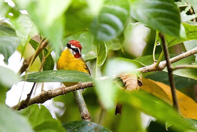 Photo (19): Rufous-capped Warbler