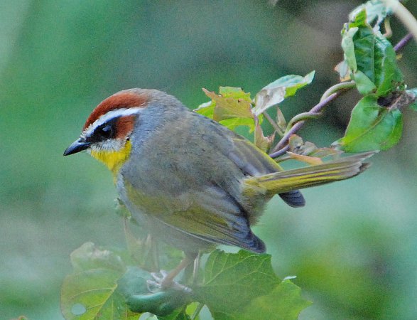 Photo (18): Rufous-capped Warbler